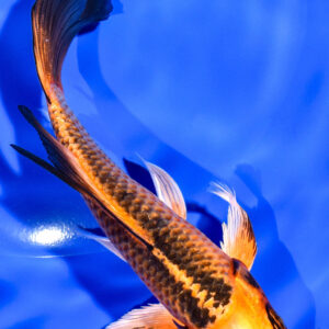 6" ORENJI MATSUBA BUTTERFLY