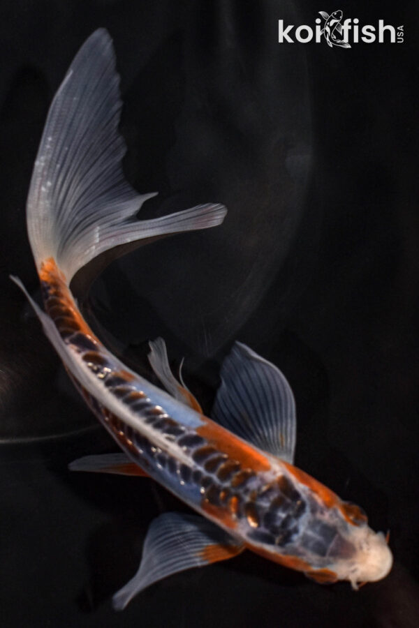 6" SHUSUI BUTTERFLY
