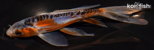 6" SHUSUI BUTTERFLY