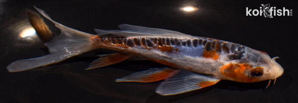 6" SHUSUI BUTTERFLY