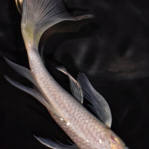 6" SORAGOI BUTTERFLY