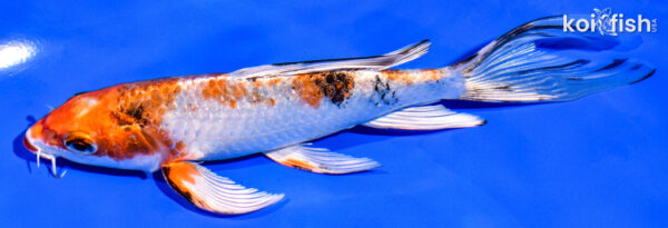 6" YAMATO NISHIKI BUTTERFLY