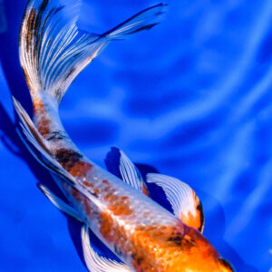 6" YAMATO NISHIKI BUTTERFLY