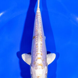6.25" DOITSU HARIWAKE