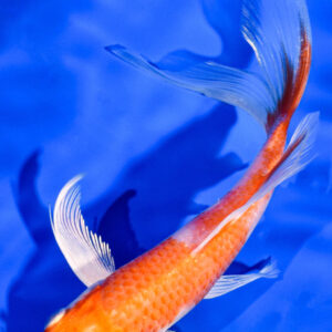 6.25" HARIWAKE BUTTERFLY