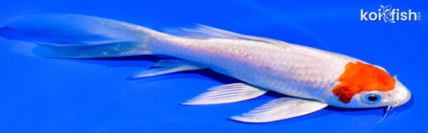 6.25" HARIWAKE BUTTERFLY