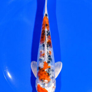 6.25" HEISEI NISHIKI