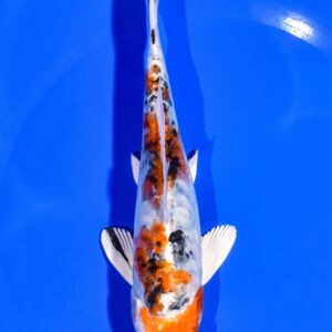6.25" HEISEI NISHIKI