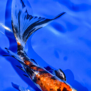 6.25" HEISEI NISHIKI BUTTERFLY