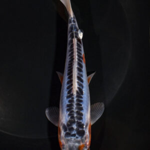 6.25" SHUSUI