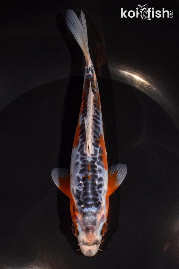 6.25" SHUSUI