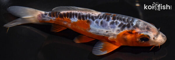 6.25" SHUSUI