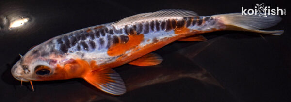 6.25" SHUSUI