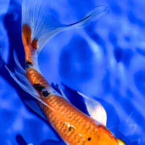 6.25" YAMATO NISHIKI BUTTERFLY