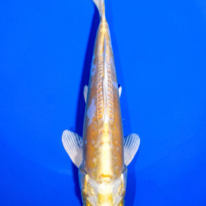 6.5" DOITSU HARIWAKE
