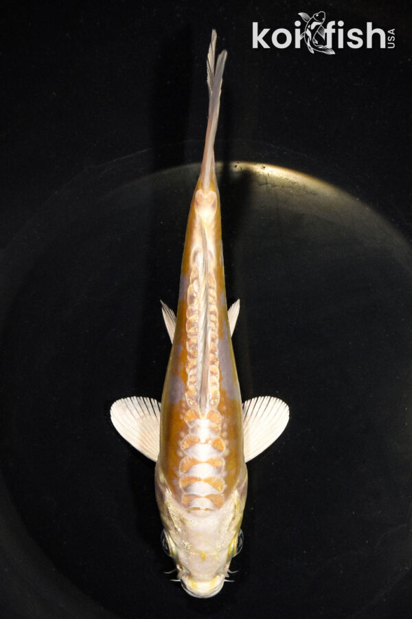 6.5" DOITSU HARIWAKE