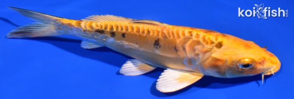 6.5" DOITSU ORENJI BEKKO