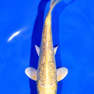 6.5" GINRIN YAMABUKI OGON