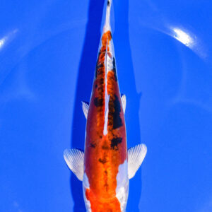 6.5" HEISEI NISHIKI
