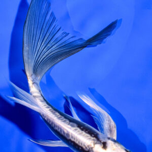 6.5" KIKOKURYU BUTTERFLY