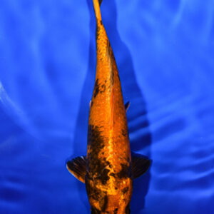 6.5" KIN HI UTSURI FOR SALE