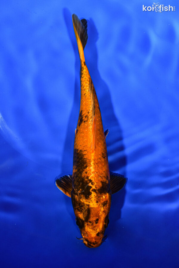 6.5" KIN HI UTSURI FOR SALE