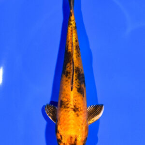 6.5" KIN HI UTSURI
