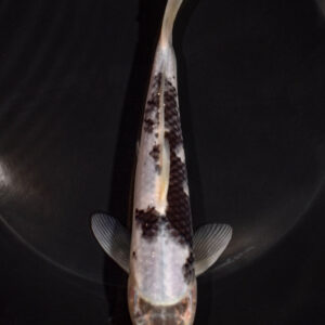 6.5" MATSUKAWABAKE