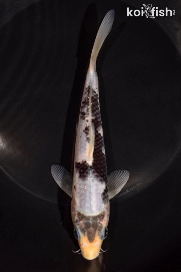 6.5" MATSUKAWABAKE