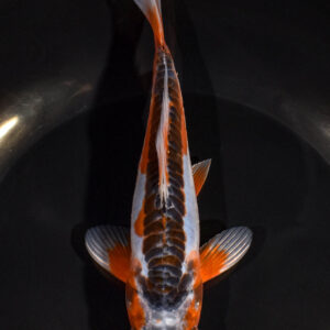 6.5" SHUSUI