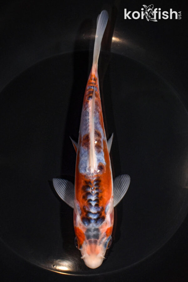 6.5" SHUSUI