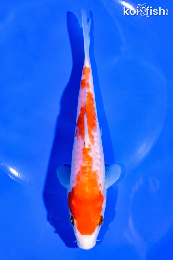6.75" DOITSU KOHAKU