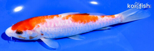 6.75" DOITSU KOHAKU