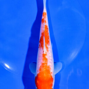 6.75" DOITSU KOHAKU
