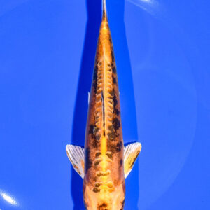 6.75" DOITSU ORENJI BEKKO