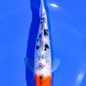 6.75" DOITSU SANKE