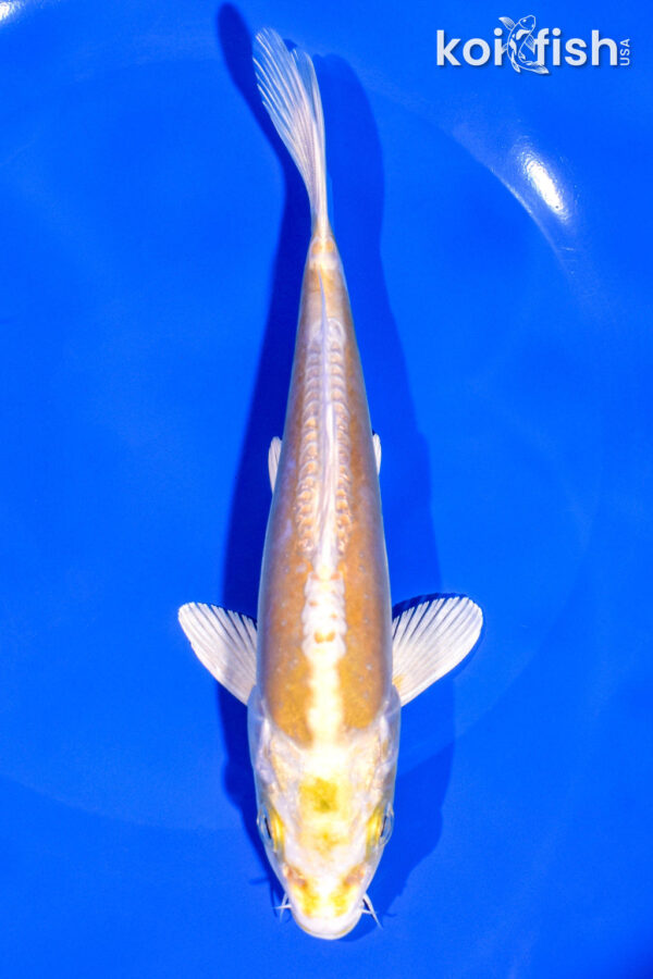 6.75" DOITSU YAMABUKI OGON