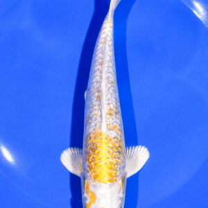 6.75" GINRIN HARIWAKE