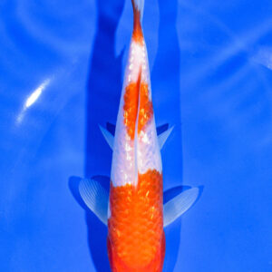6.75" GINRIN KOHAKU FOR SALE
