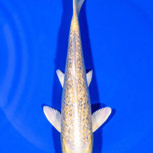 6.75" GINRIN YAMABUKI OGON