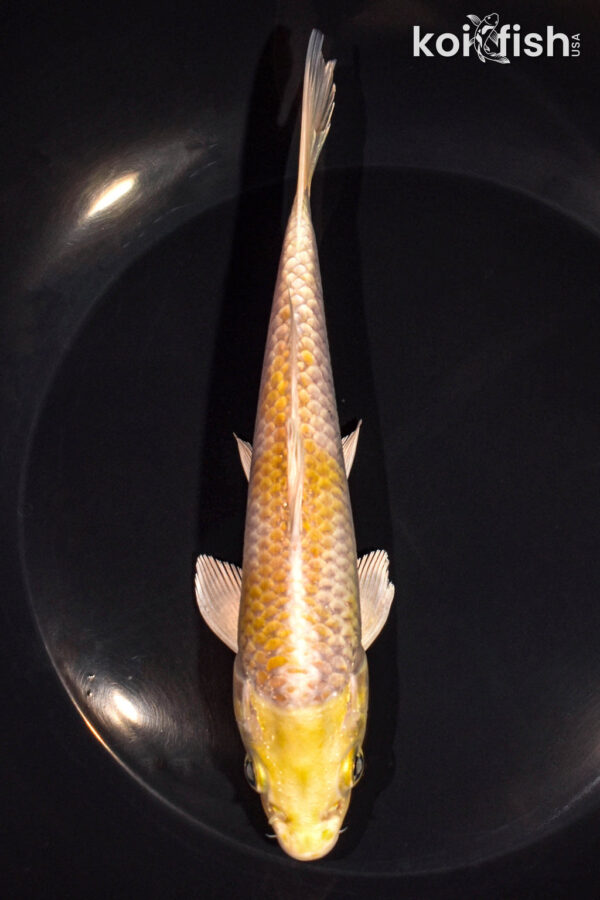 6.75" HARIWAKE