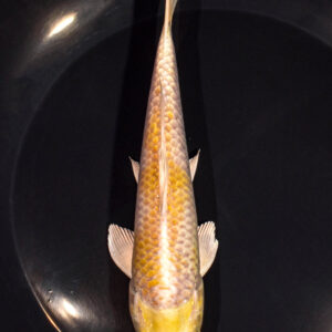 6.75" HARIWAKE