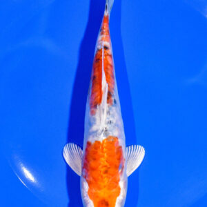 6.75" HEISEI NISHIKI