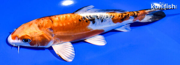 6.75" HEISEI NISHIKI