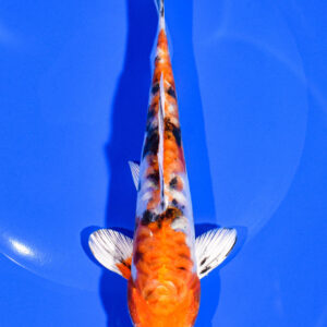 6.75" HEISEI NISHIKI