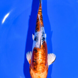 6.75" HEISEI NISHIKI