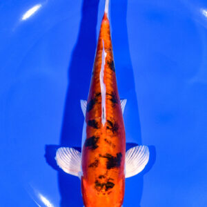 6.75" HEISEI NISHIKI
