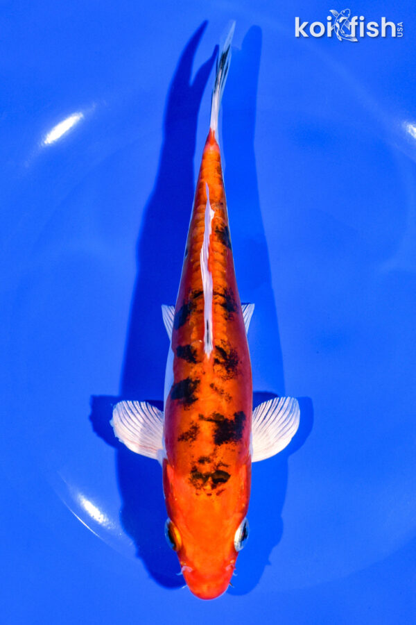 6.75" HEISEI NISHIKI