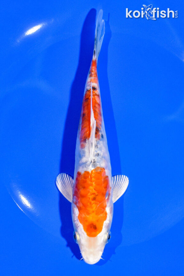 6.75" HEISEI NISHIKI