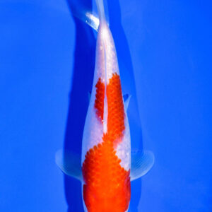 6.75" KOHAKU